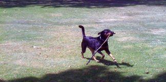 dog with stick in grass